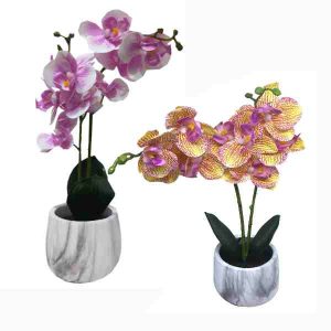 Adorno Planta CH. AGU-6738